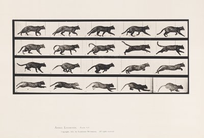 プレート 717ネコ、トロット、ギャロッピングに変更 作： Eadweard Muybridge