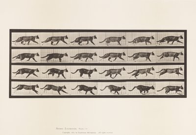 プレート718キャット、トロッティング、ギャロッピングに変更 作： Eadweard Muybridge