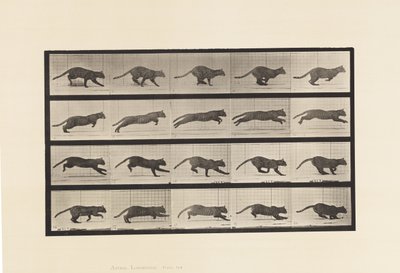 プレート719疾走する猫 作： Eadweard Muybridge