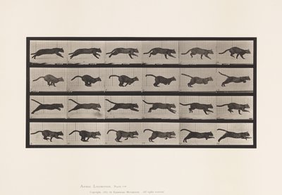 プレート720。ネコ；ギャロッピング 作： Eadweard Muybridge