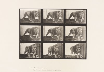 プレート721ライオン、歩く 作： Eadweard Muybridge