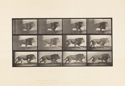 プレート722ライオン、歩く 作： Eadweard Muybridge