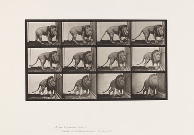 プレート723ライオン、歩く、振り向く 作： Eadweard Muybridge