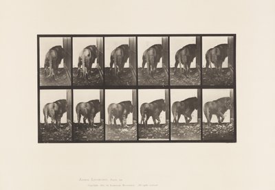 プレート724ライオン、歩く、振り向く 作： Eadweard Muybridge