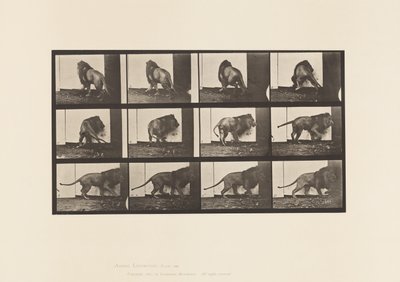 プレート 725歩くライオン、振り向くライオン 作： Eadweard Muybridge