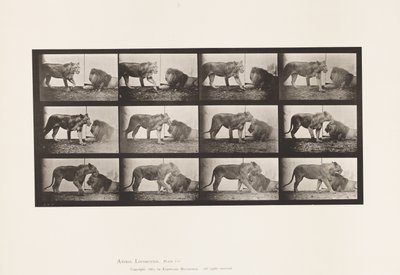 プレート727ライオネス、歩く、ライオン、寝そべる 作： Eadweard Muybridge