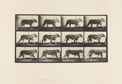 プレート728ライオネス、歩く、ライオン、寝そべる 作： Eadweard Muybridge