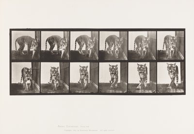 プレート730タイグレス、歩く、振り向く 作： Eadweard Muybridge