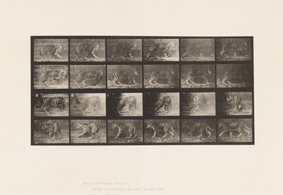 プレート 731ジャカール：A：歩く、B：振り返る 作： Eadweard Muybridge