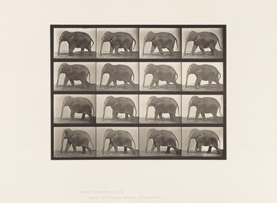 プレート732ゾウ、歩く 作： Eadweard Muybridge