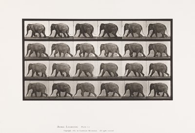 プレート733ゾウ、歩く 作： Eadweard Muybridge