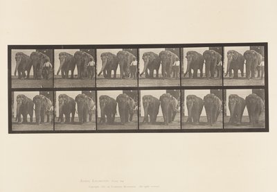 プレート734ゾウ、2頭、歩く 作： Eadweard Muybridge