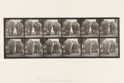 プレート735ゾウ、2頭、歩く 作： Eadweard Muybridge