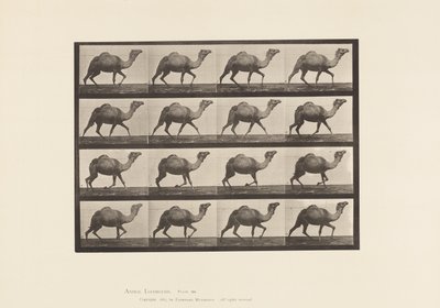 プレート736エジプト・キャメル、ラッキング 作： Eadweard Muybridge