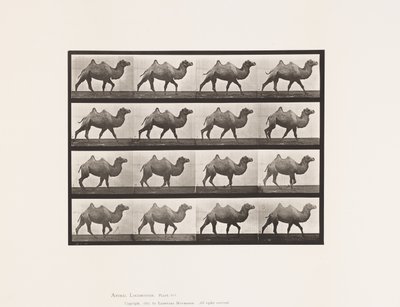 プレート737バクトリア・キャメル、歩く 作： Eadweard Muybridge