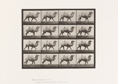 プレート738バクトリア・キャメル、ラッキング 作： Eadweard Muybridge