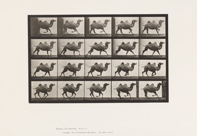 プレート739バクトリア・キャメル、ギャロッピング 作： Eadweard Muybridge