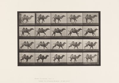 プレート 740バクトリア・キャメル（若い）、ギャロッピング 作： Eadweard Muybridge