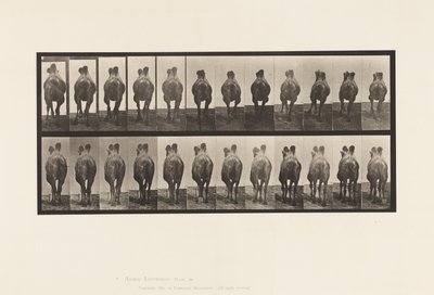 プレート741バクトリア・キャメル、A:歩行、B:ラッキング 作： Eadweard Muybridge