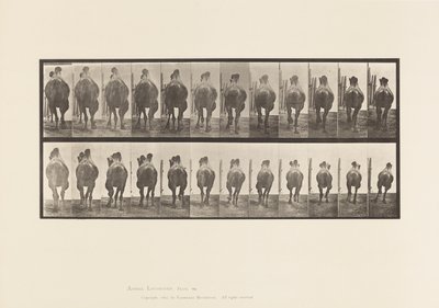 プレート742バクトリア・キャメル、A:ラッキング、B:ギャロッピング 作： Eadweard Muybridge