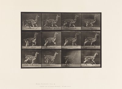 プレート743。グアナコ；ギャロッピング 作： Eadweard Muybridge
