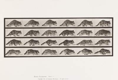 プレート744アライグマ、歩行、疾走への変化 作： Eadweard Muybridge