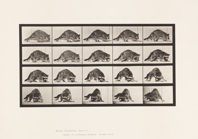 プレート745アライグマ・歩く・振り向く 作： Eadweard Muybridge