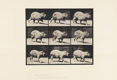 プレート746カピバラ、歩く 作： Eadweard Muybridge