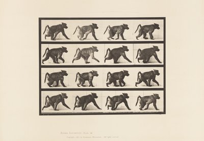 プレート747ヒヒ、四つん這いで歩く 作： Eadweard Muybridge