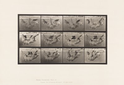 プレート750ナマケモノ、歩く、水平の棒に吊るされる 作： Eadweard Muybridge