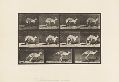 プレート 751カンガルー、四つん這いで歩く、ジャンプに変更 作： Eadweard Muybridge