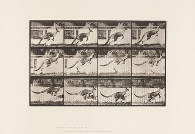 プレート 752カンガルーのジャンプ 作： Eadweard Muybridge