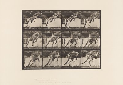 プレート753。カンガルーのジャンプ 作： Eadweard Muybridge