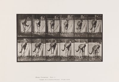 プレート 754カンガルーのジャンプ 作： Eadweard Muybridge