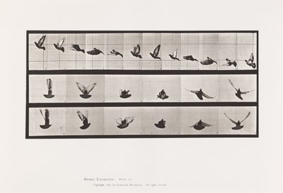 プレート755ハト、飛ぶ 作： Eadweard Muybridge