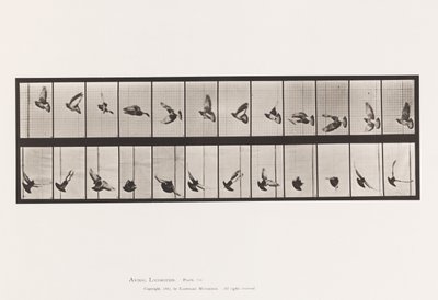 プレート 756ハト、飛ぶ 作： Eadweard Muybridge
