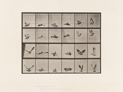 プレート757ハト、飛ぶ 作： Eadweard Muybridge