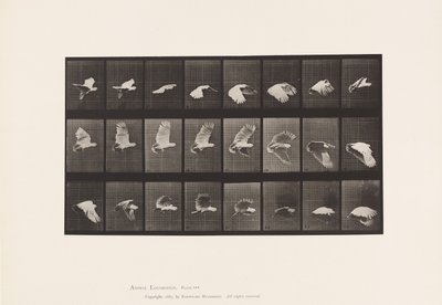 プレート 758コカトゥー、飛ぶ 作： Eadweard Muybridge