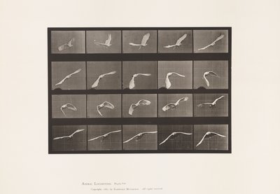 プレート760コカトゥー、飛ぶ 作： Eadweard Muybridge