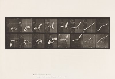 プレート761コカトゥー、飛ぶ 作： Eadweard Muybridge