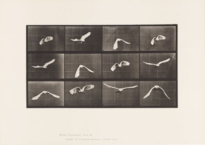 プレート762コカトゥー、飛ぶ 作： Eadweard Muybridge