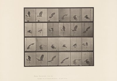 プレート763アカハラダカ；飛ぶ 作： Eadweard Muybridge