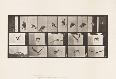 プレート764フィッシュホーク；フライング 作： Eadweard Muybridge