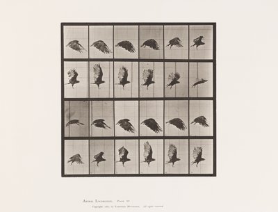 プレート765ハゲタカ、飛ぶ 作： Eadweard Muybridge