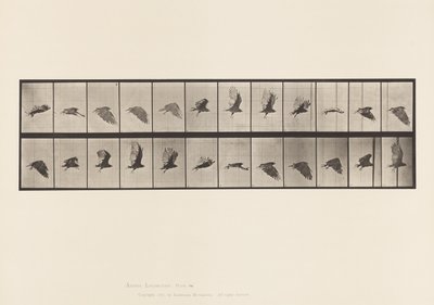 プレート766ハゲタカ、飛ぶ 作： Eadweard Muybridge