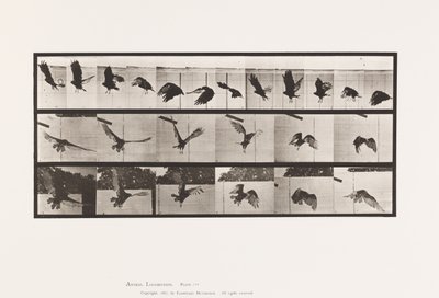 プレート767ハゲタカ、飛ぶ 作： Eadweard Muybridge