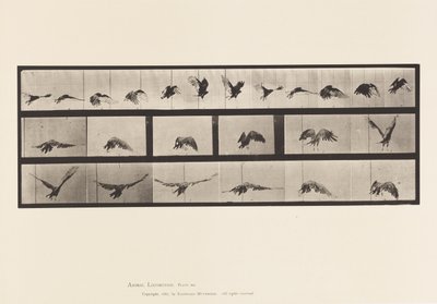 プレート768ハゲタカ、飛ぶ 作： Eadweard Muybridge