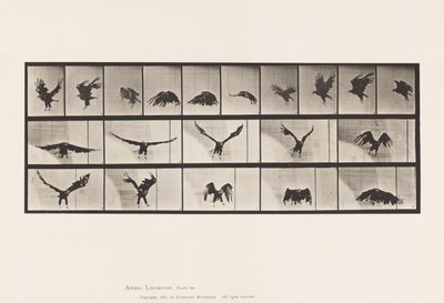 プレート769アメリカン・イーグル、フライング 作： Eadweard Muybridge