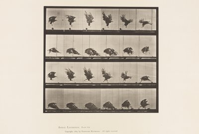 プレート770。地面の近くを飛ぶアメリカン・イーグル 作： Eadweard Muybridge