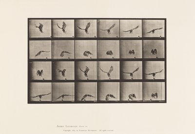プレート771地面の近くを飛ぶアメリカン・イーグル 作： Eadweard Muybridge